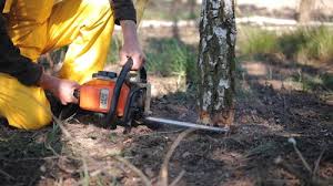 Best Tree Risk Assessment  in Niceville, FL